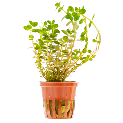 Rotala rotundifolia