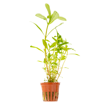 Ammannia crassicaulis