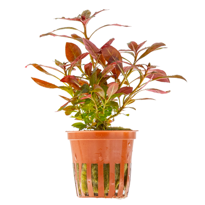 Ludwigia glandulosa