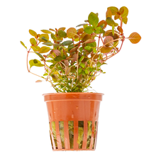 Ludwigia palustris 'Super Red'
