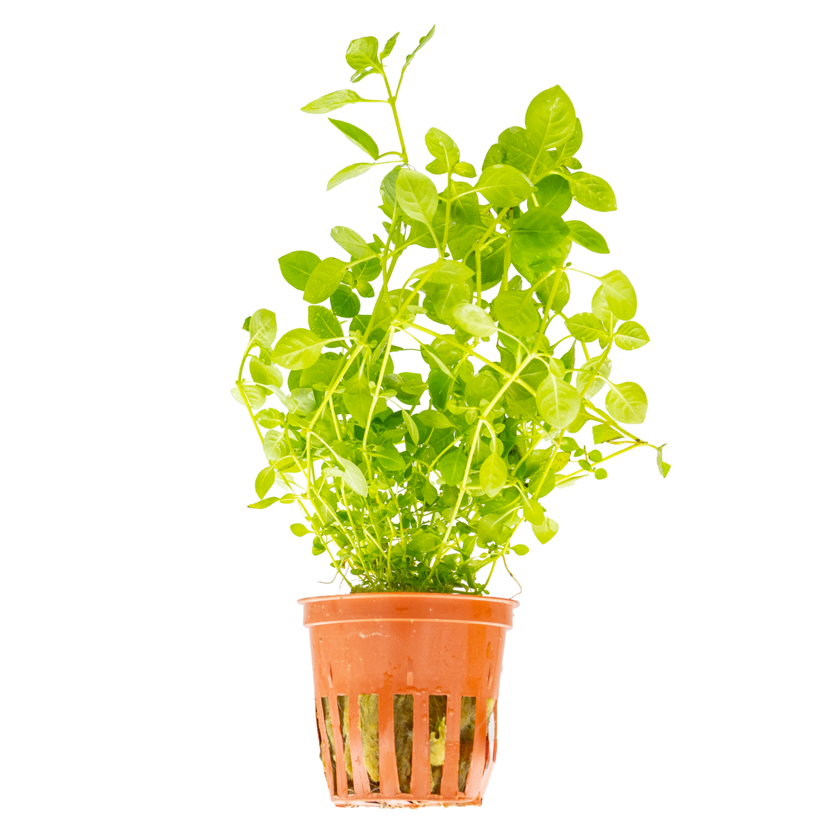Ludwigia palustris 'Green'