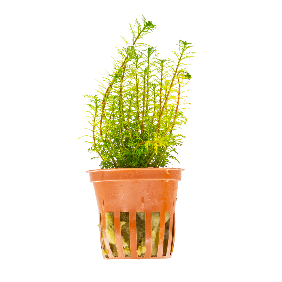 Myriophyllum mattogrossense