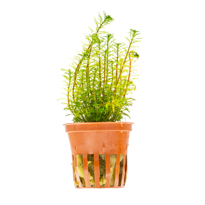 Myriophyllum mattogrossense