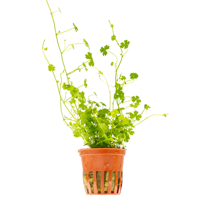 Hydrocotyle tripartita
