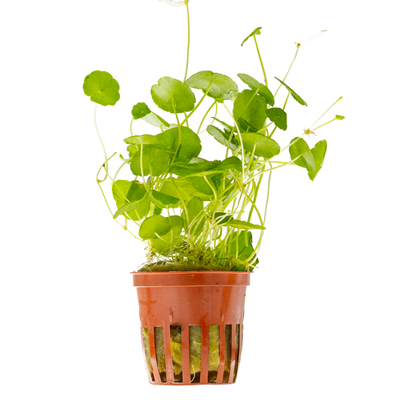 Hydrocotyle verticillata