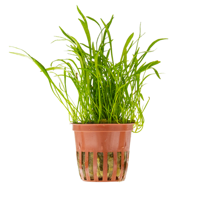 Lilaeopsis brasiliensis