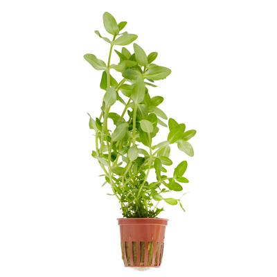 Bacopa caroliniana