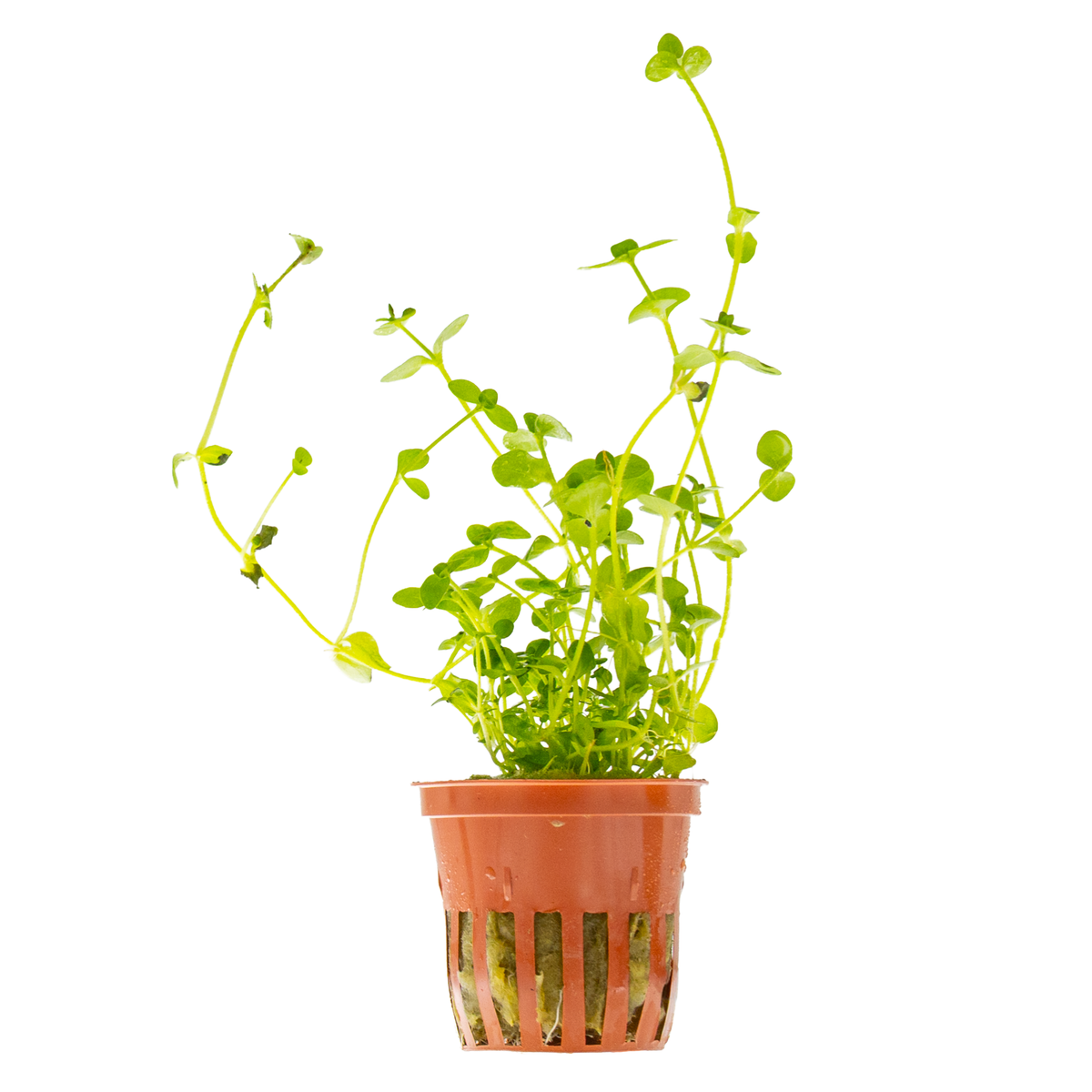 Bacopa australis