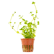 Bacopa australis
