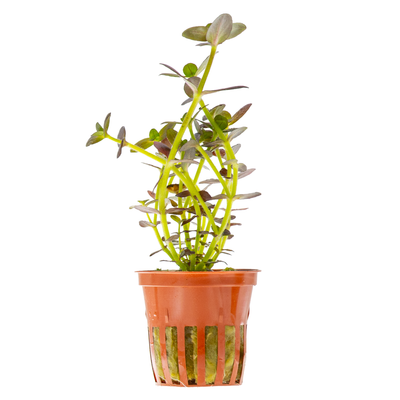 Bacopa salzmannii 'Purple'