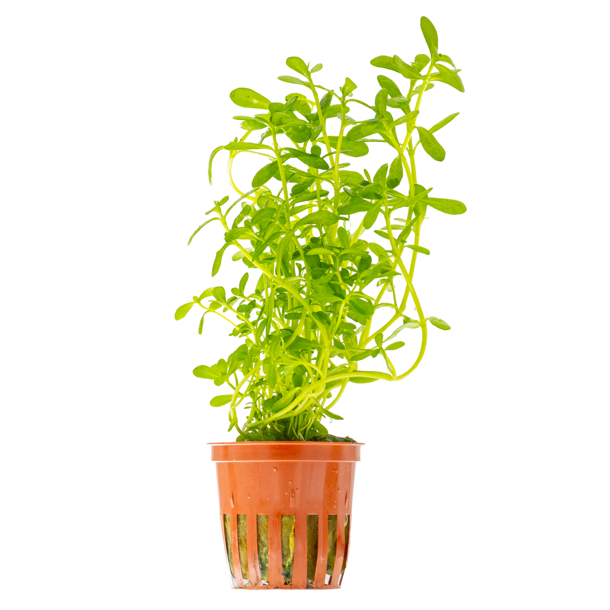 Bacopa monnieri 'Compact'