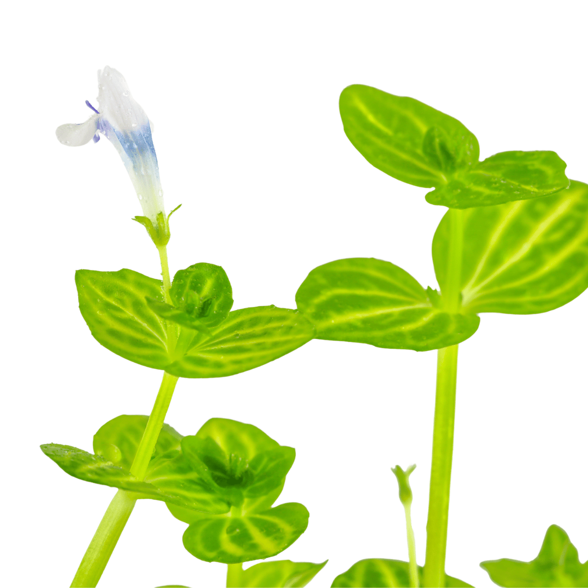 Lindernia rotundifolia