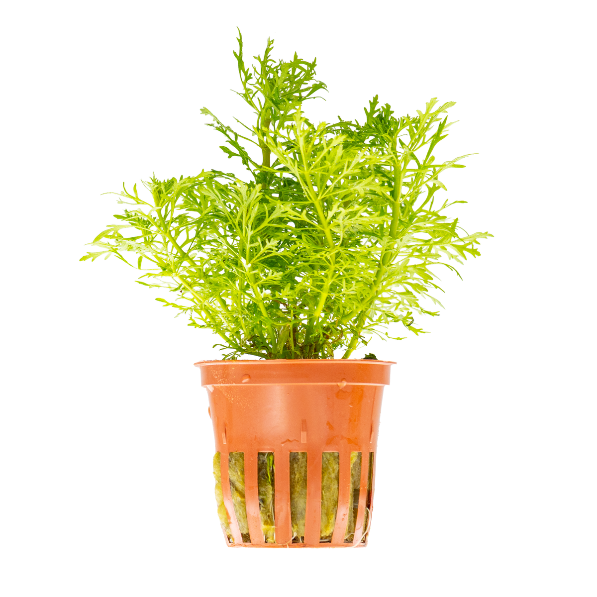 Limnophila aquatica