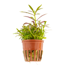Limnophila hippuridoides