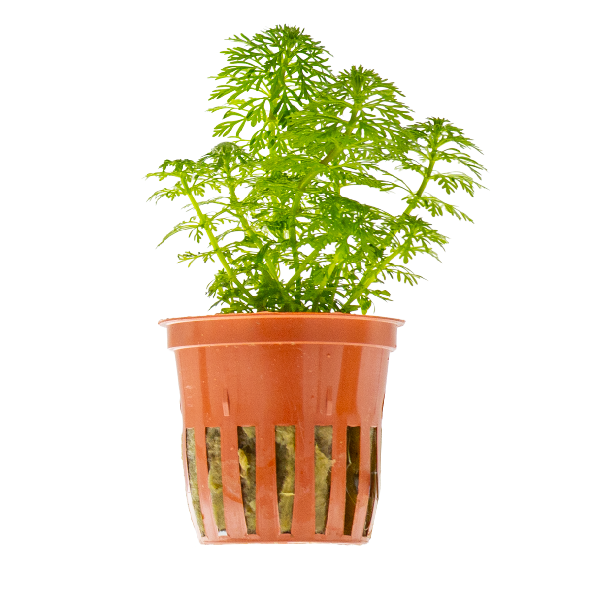 Limnophila sessiliflora