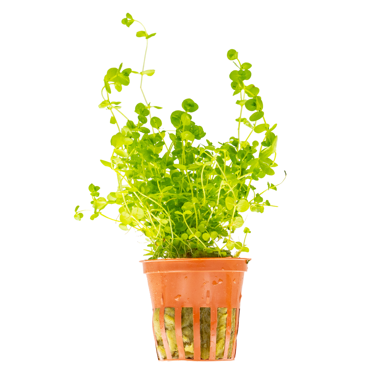 Micranthemum umbrosum