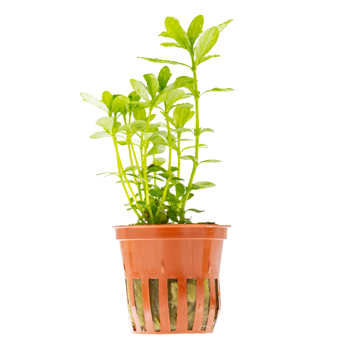 Hygrophila polysperma