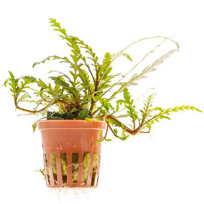 Hygrophila pinnatifida
