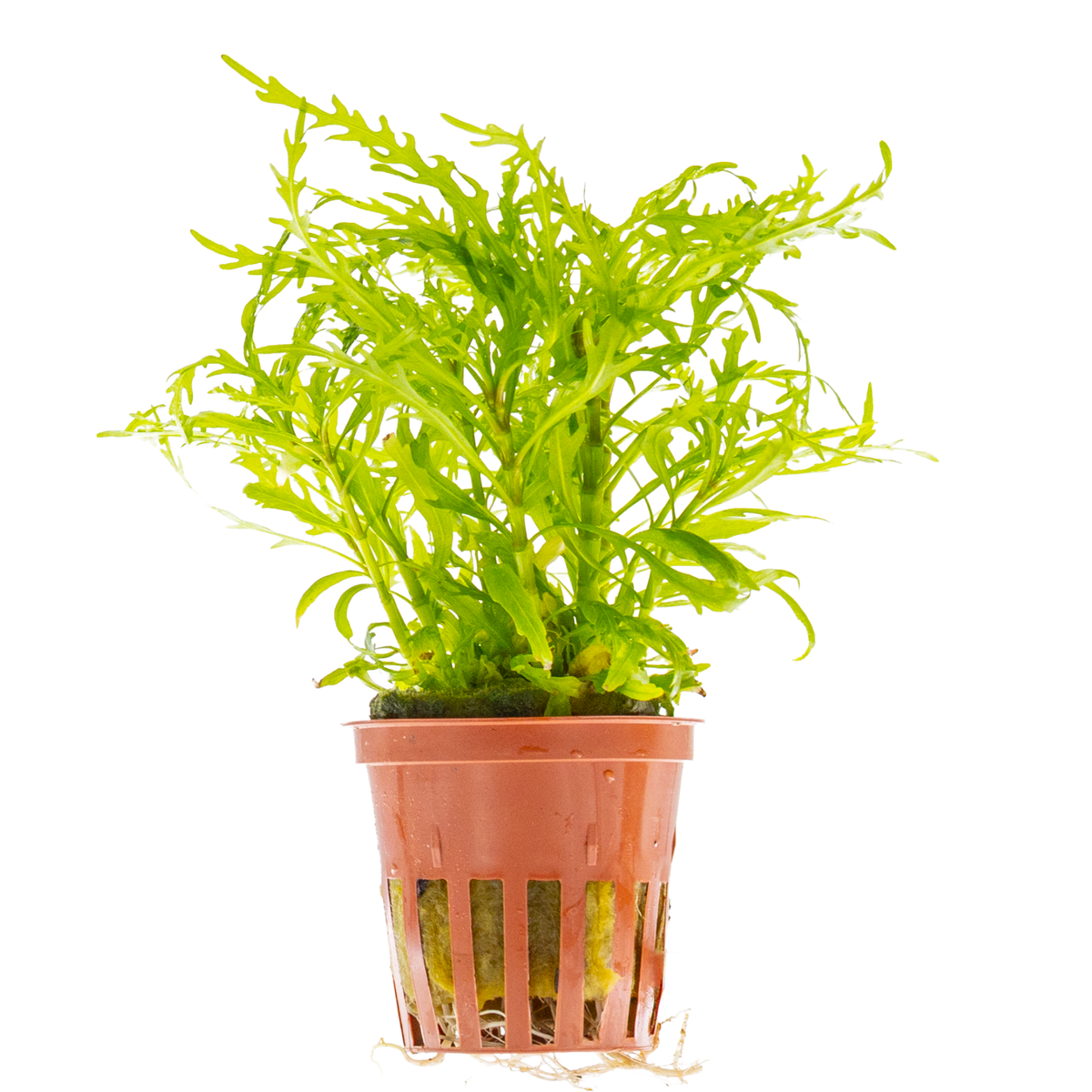 Hygrophila odora 'Difformis'