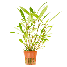 Hygrophila costata