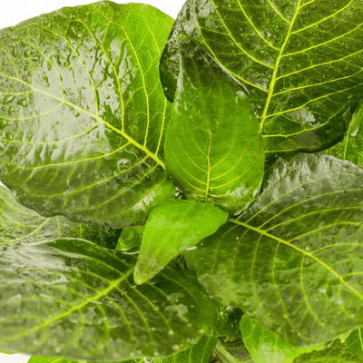Hygrophila corymbosa 'Compact'