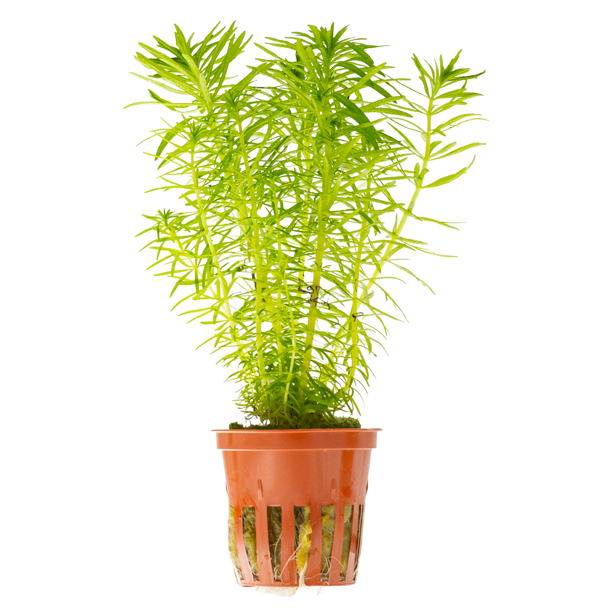 Pogostemon deccanensis