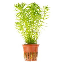Pogostemon deccanensis