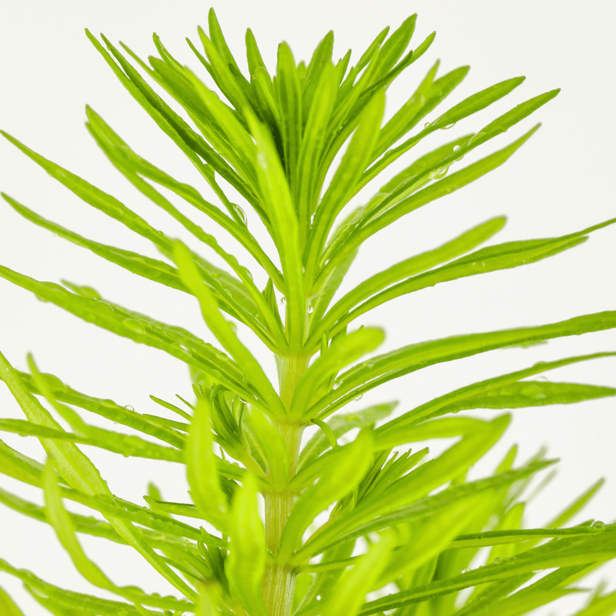 Pogostemon deccanensis