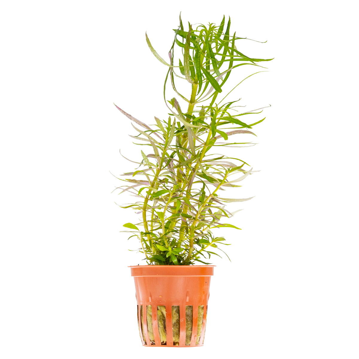 Pogostemon stellatus