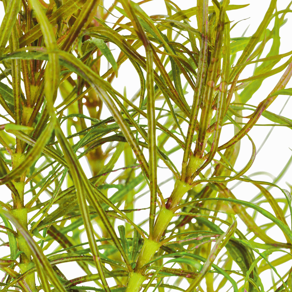 Pogostemon stellatus pot