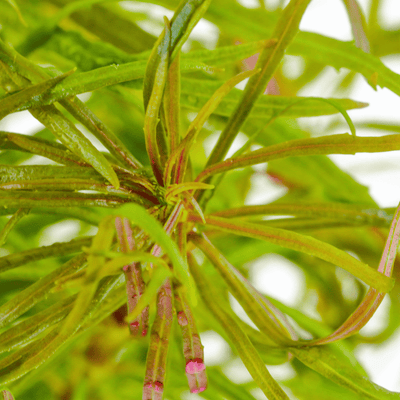 Pogostemon stellatus
