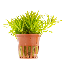 Pogostemon helferi