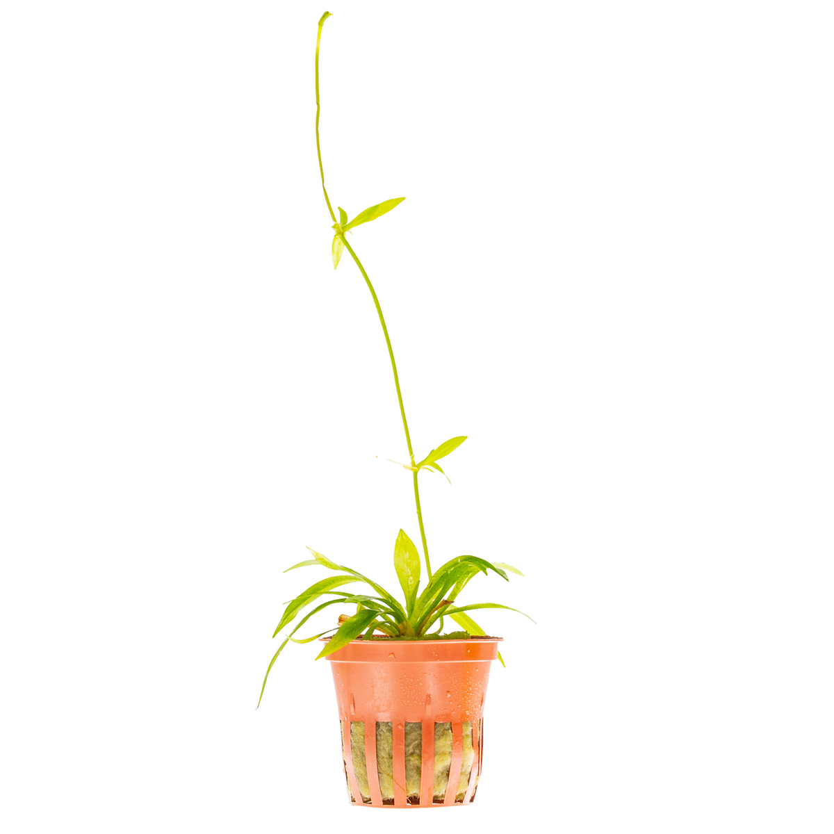 Helanthium bolivianum 'Quadricostatus'