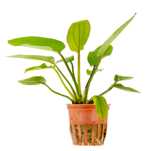 Echinodorus x barthii