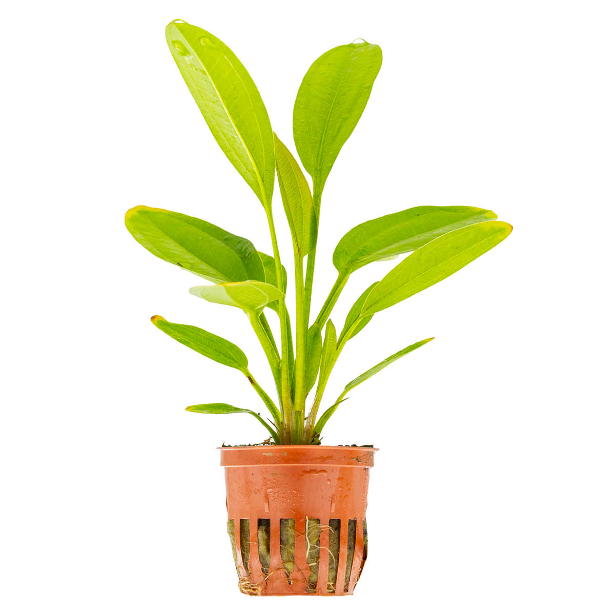 Echinodorus cordifolius 'Fluitans'