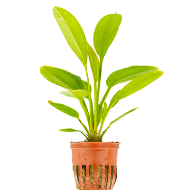 Echinodorus cordifolius 'Fluitans'