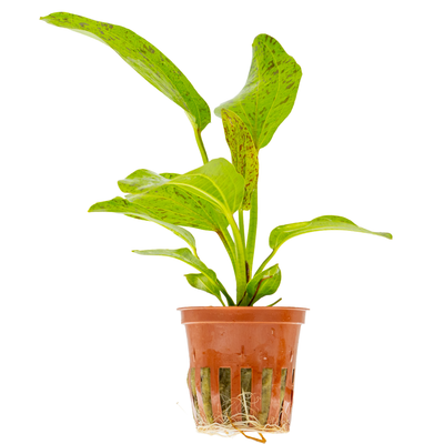 Echinodorus 'Ozelot Green'