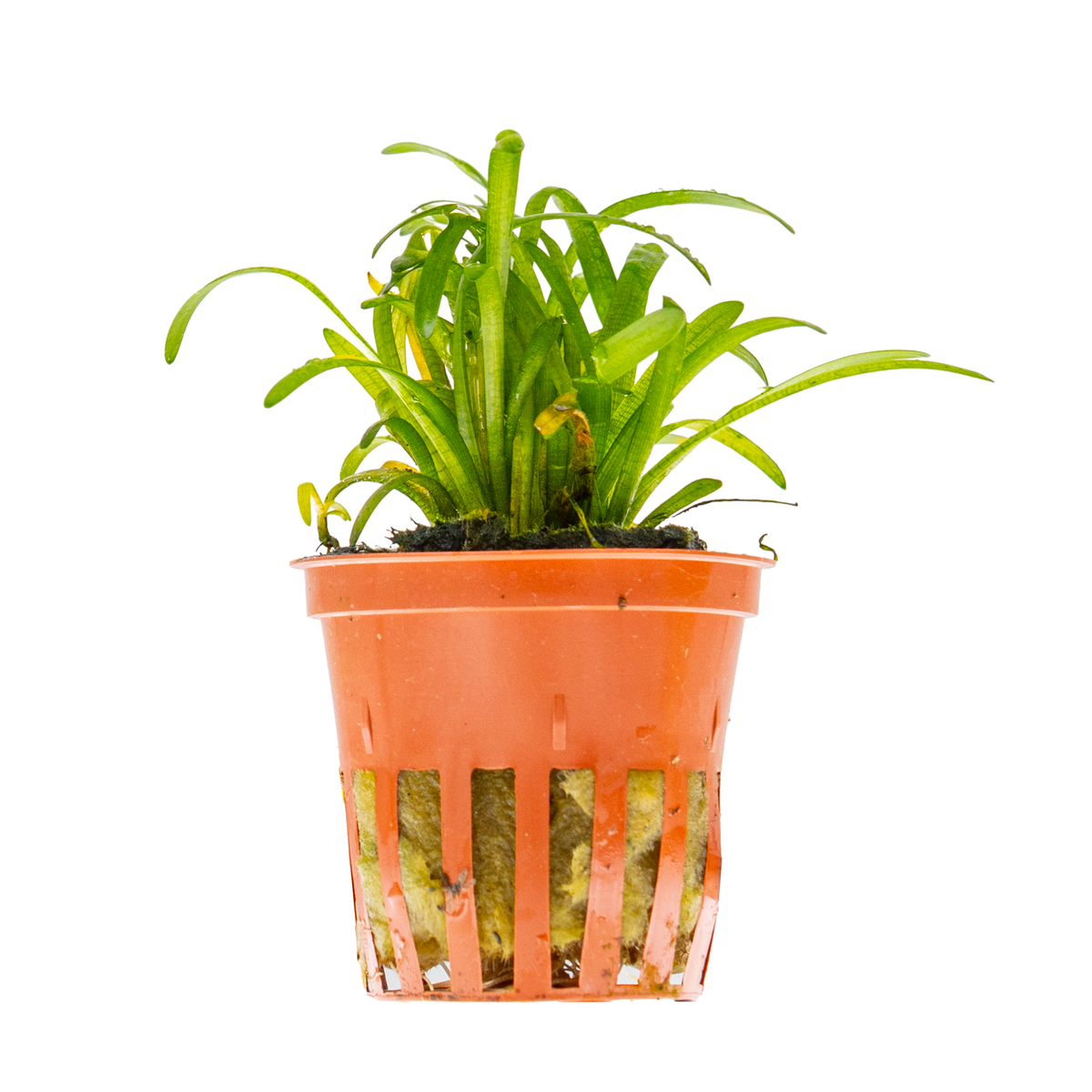 Sagittaria subulata