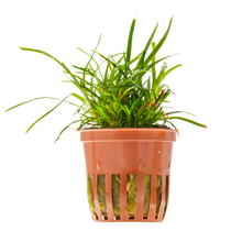 Eriocaulon sp. 'Vietnam'