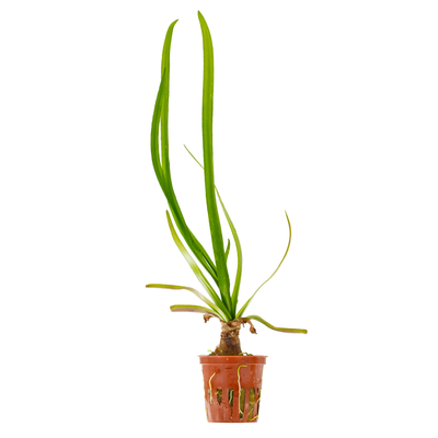 Crinum thaianum