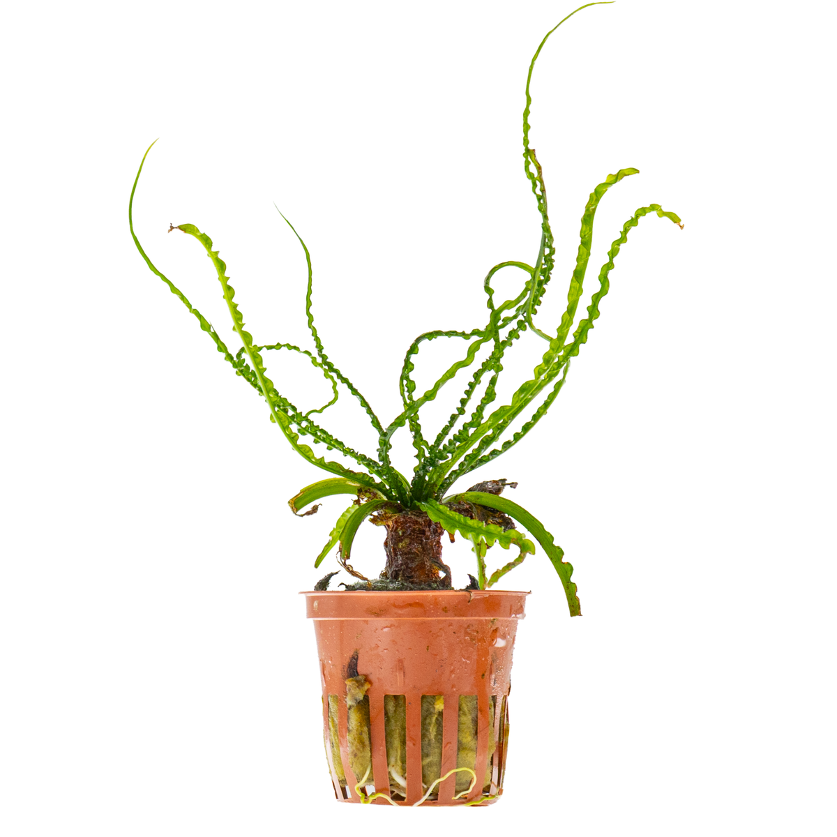 Crinum calamistratum