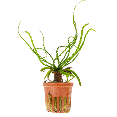 Crinum calamistratum