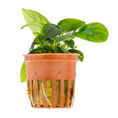 Anubias barteri nana