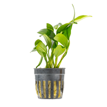 Anubias barteri var. glabra