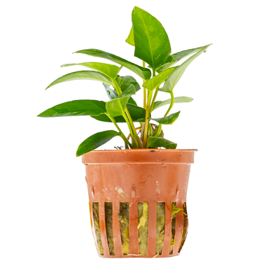 Anubias gracilis