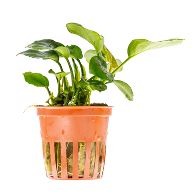 Anubias barteri 'Coin Leaf'