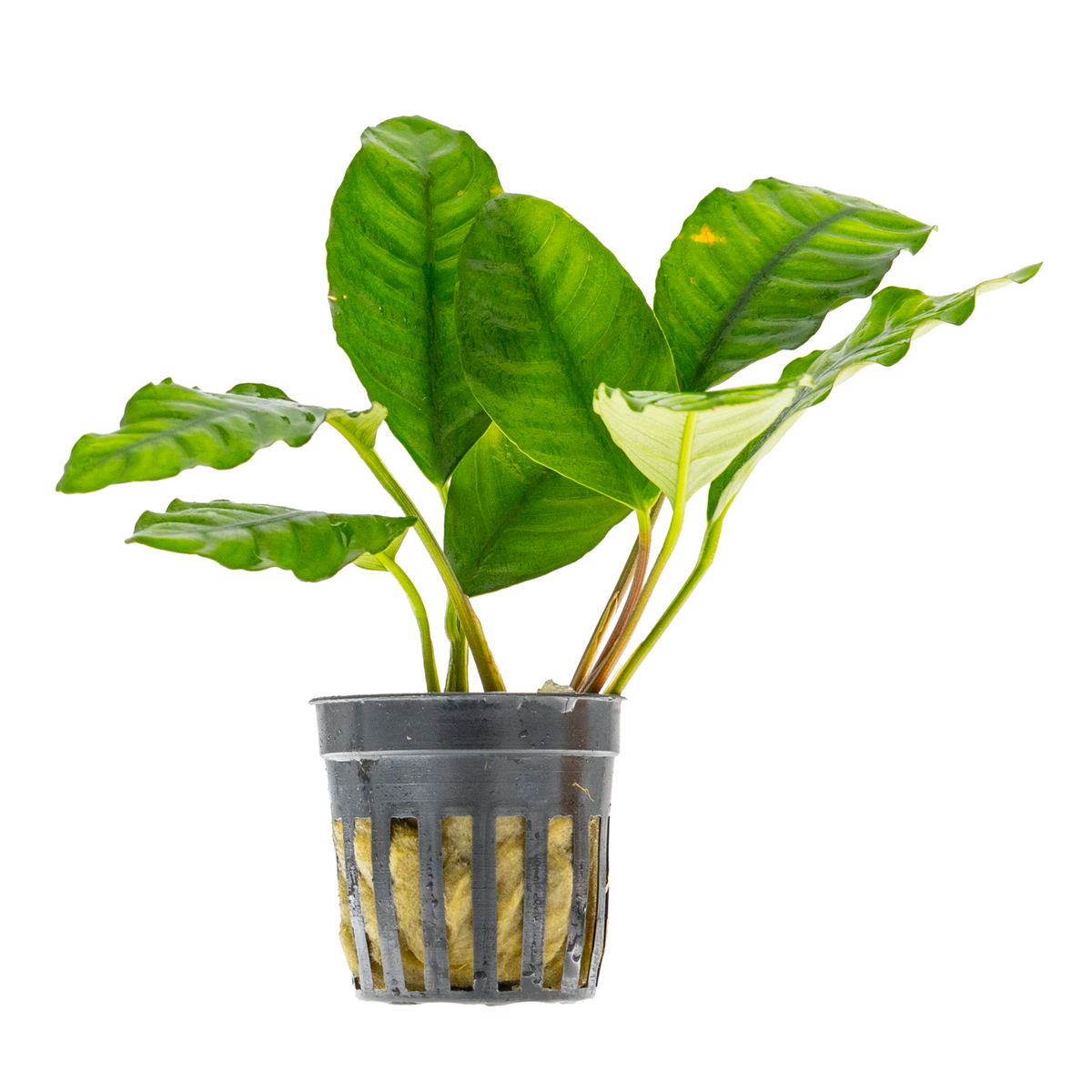 Anubias barteri var. 'Coffeifolia'