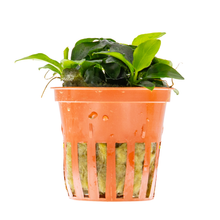 Anubias barteri 'Petite'
