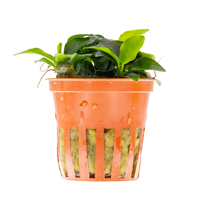 Anubias barteri 'Petite'