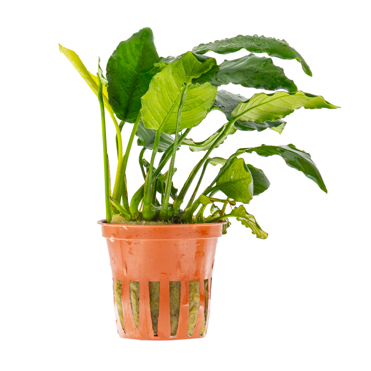 Anubias barteri var. nana 'Large'